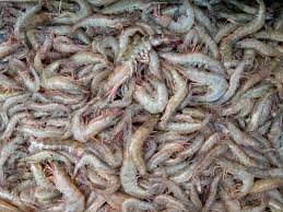 Crevettes fraiches 1 Kg